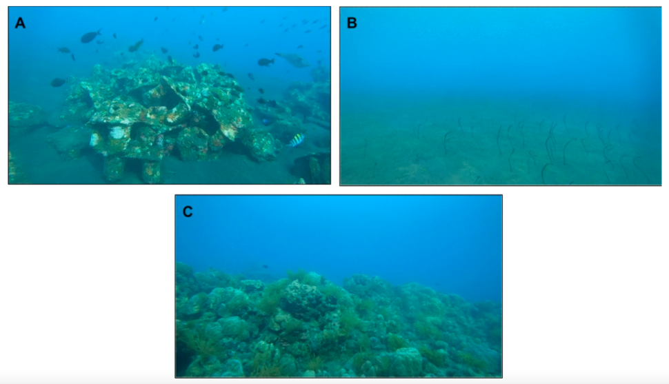 Corais artificiais podem imitar recifes destruídos pelas mudanças climáticas