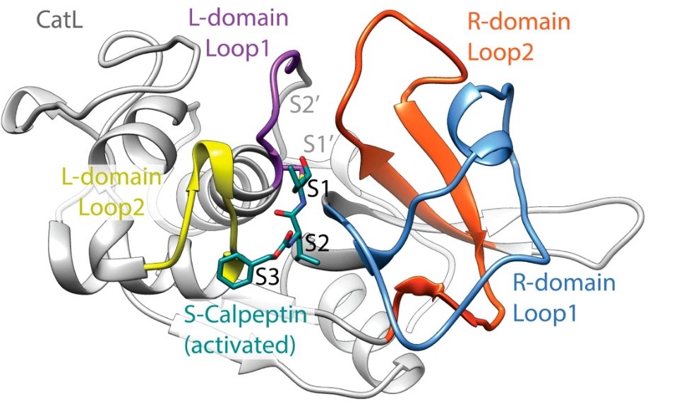 Para potencializar a ação da calpeptina, os pesquisadores desenvolveram uma nova molécula, a calpeptina S, que é fundida com uma molécula oriunda do enxofre