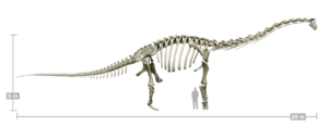 Maior dente de titanossauro do mundo é do dinossauro Uberabatitan que vivia em Minas Gerais
