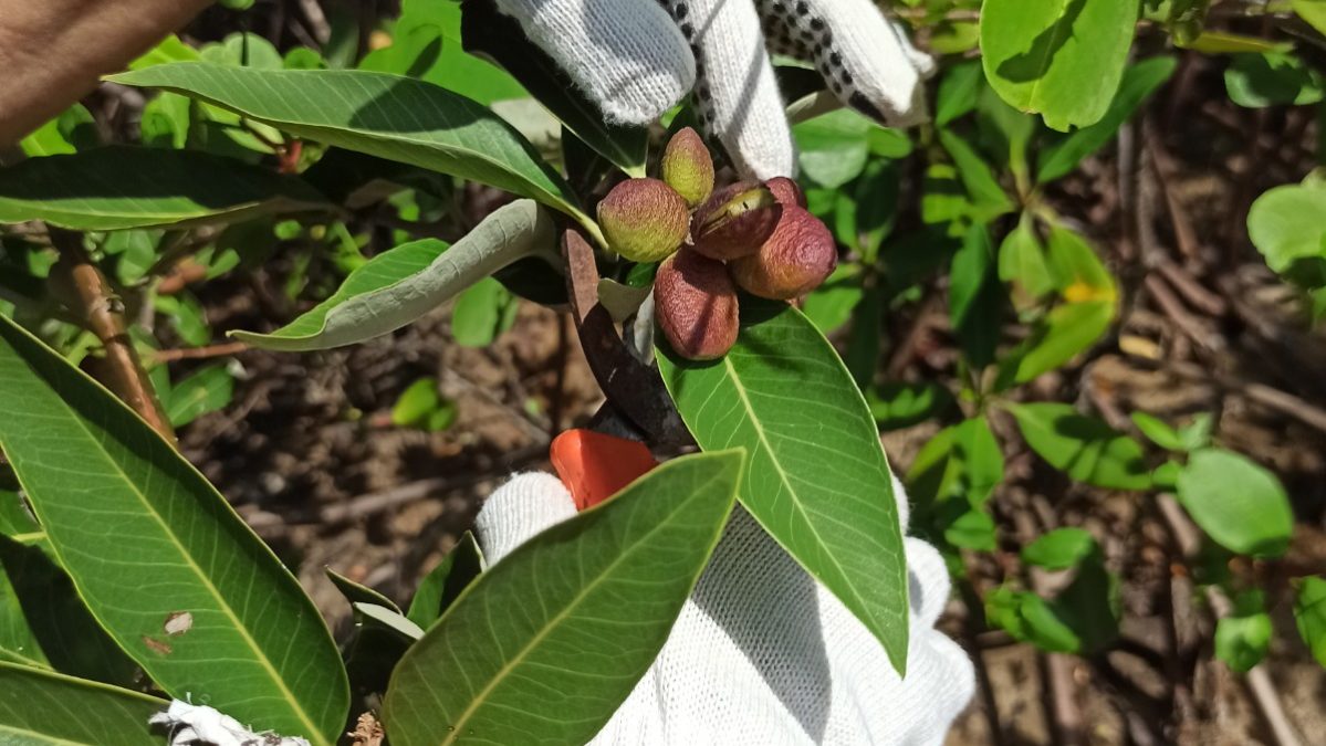 Presença de diesel na água mata espécie de planta do mangue ainda na germinação, mostra experimento