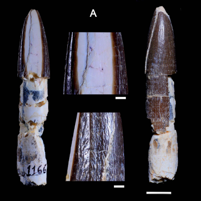 Maior dente de titanossauro do mundo é de Uberabatitan que vivia em Minas Gerais