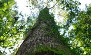 Novo mapa traz o levantamento total da biomassa da Floresta Amazônica