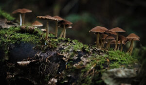 Como os fungos podem ajudar árvores durante as mudanças climáticas
