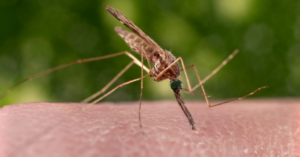 OMS aprova 2ª vacina contra malária, mais barata e fácil de fabricar