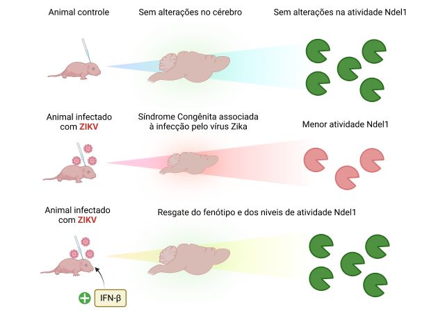 A equipe analisou a atividade da enzima Ndel1 em animais infectados pelo vírus zika