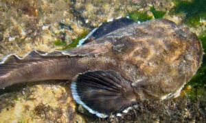 Molécula identificada em veneno de peixe peçonhento controla inflamação pulmonar em camundongos