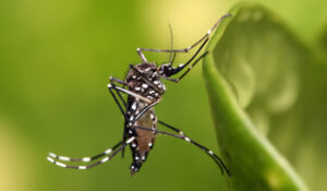 Colômbia diminui casos de dengue liberando mosquitos modificados no ambiente