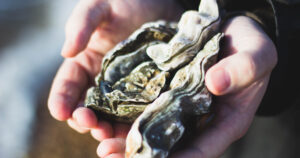 Até as ostras podem ter insônia, segundo estudo francês