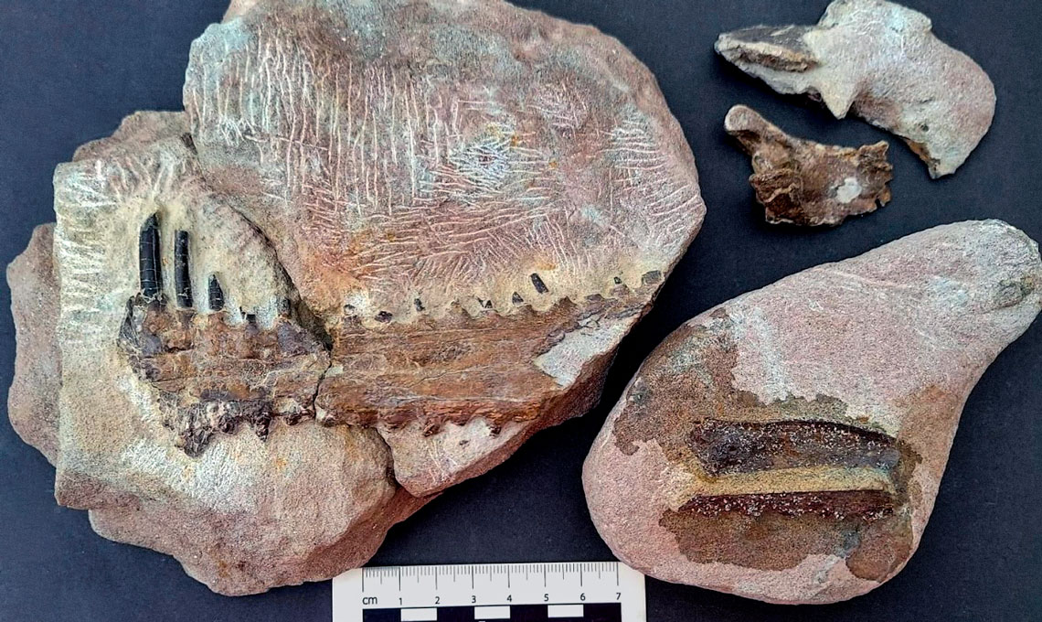 O fóssil preservou a parte anterior do maxilar, fragmentos de dentes e de vértebras do pescoço.