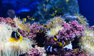 Corais artificiais podem imitar recifes destruídos pelas mudanças climáticas