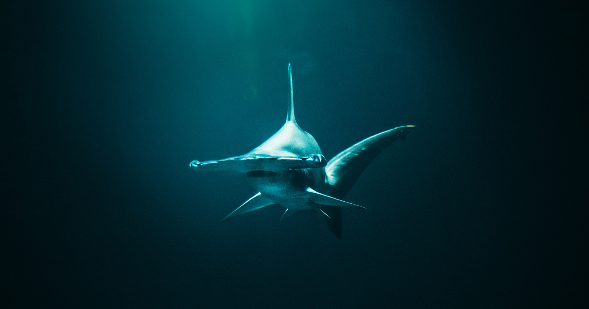 Veja a formação peculiar de um tubarão-martelo durante gestação