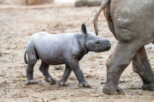 Rinoceronte-negro raro nasce em zoológico na Inglaterra; veja o vídeo