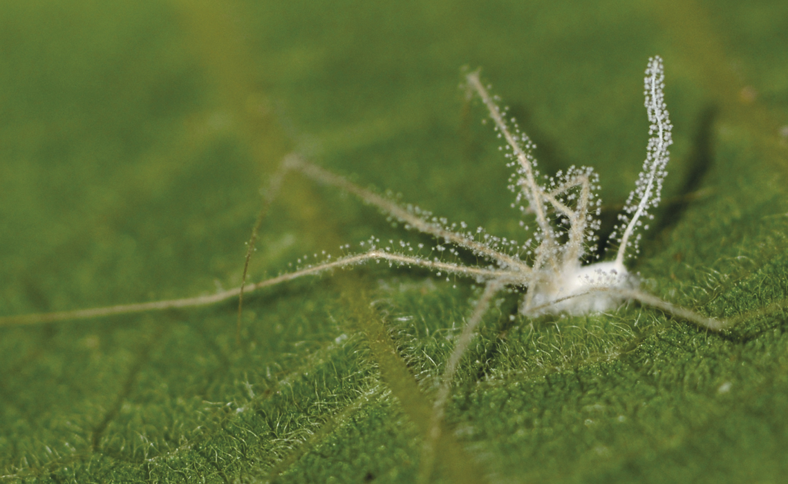 Ecologia: Os parasitas que transformam aranhas em zumbis