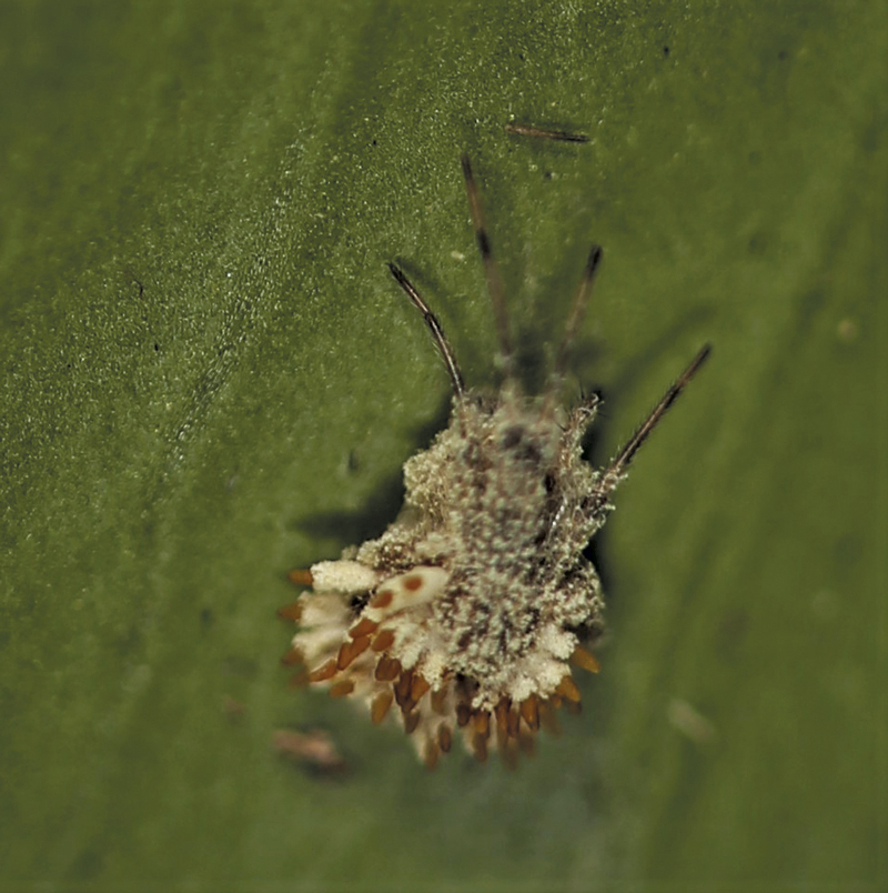 Com a genitália destruída, pode ser impossível identificar aranha parasitada