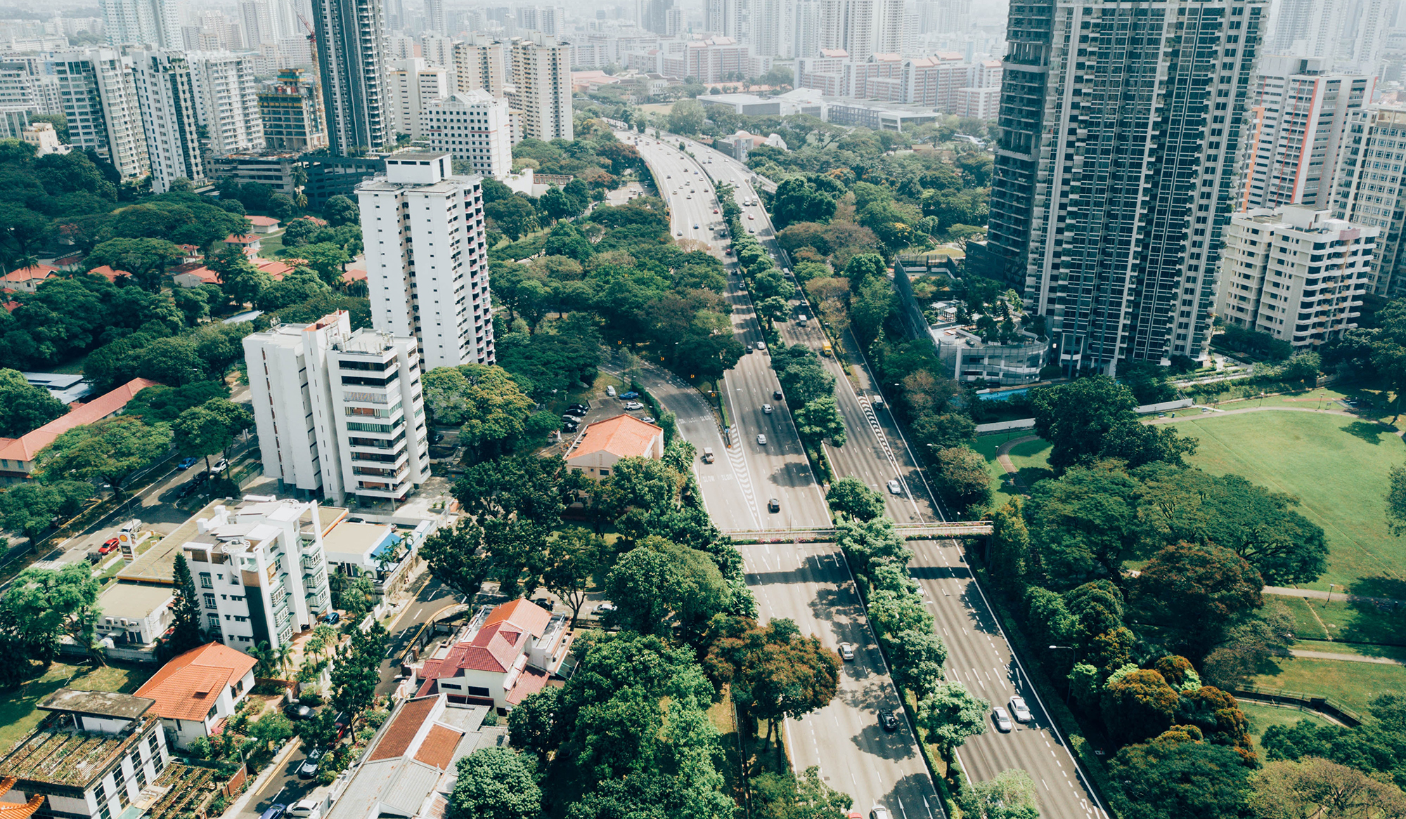 Como é e como deveria ser a conservação das árvores nas cidades grandes