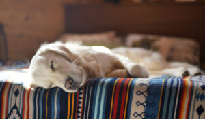 Seu cachorro sonha com você durante o sono? Veja o que diz este estudo