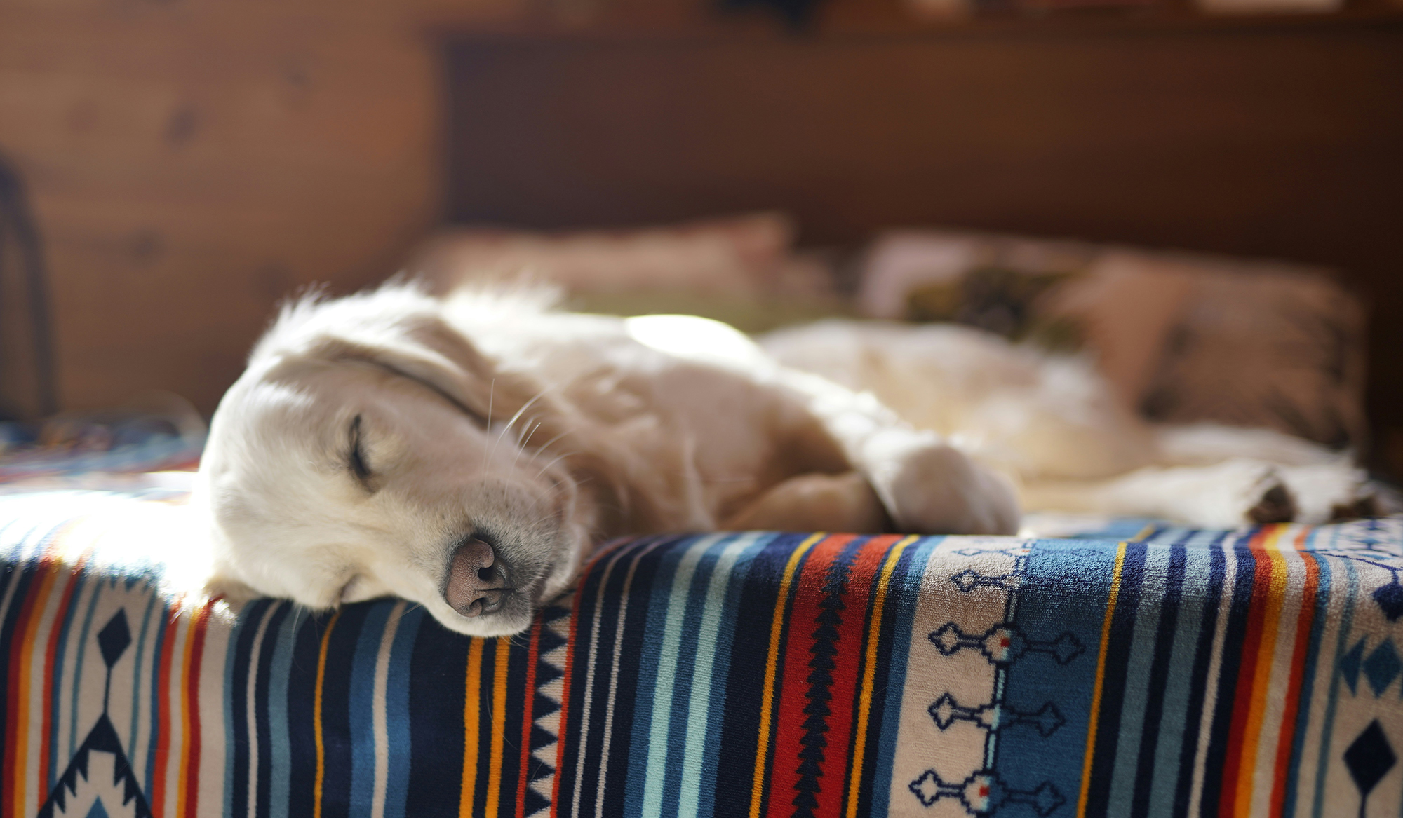 Seu cachorro sonha com você durante o sono? Veja o que diz este estudo