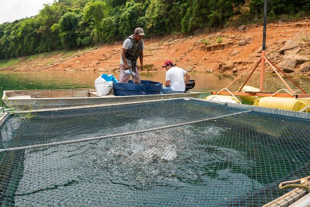 Funcionário alimenta tilápias em tanque-rede na represa de Caconde: produtor espera melhorar gestão da propriedade e recursos com ajuda de tecnologia 