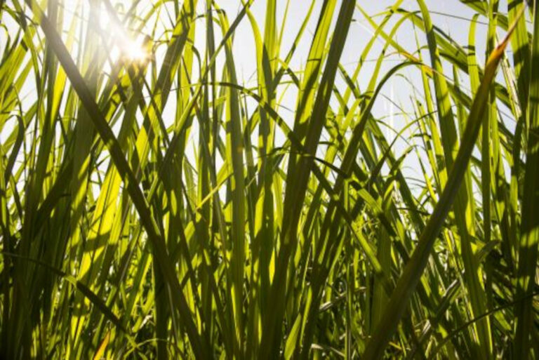 Novo centro da FAPESP tem a missão de reduzir emissões e aumentar o sequestro de carbono na agricultura