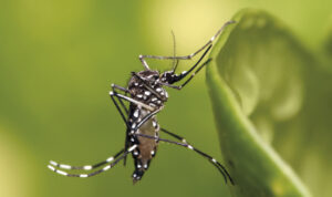 Vírus da chikungunya provocou sete surtos no Brasil em 10 anos