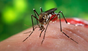 Chuva e calor é a combinação mais favorável à disseminação da dengue