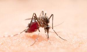 Dengue no Brasil: como identificar a doença e se prevenir dela?