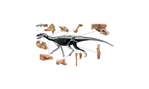 Novo fóssil evidencia a complexidade de classificar a linhagem dos silessaurídeos