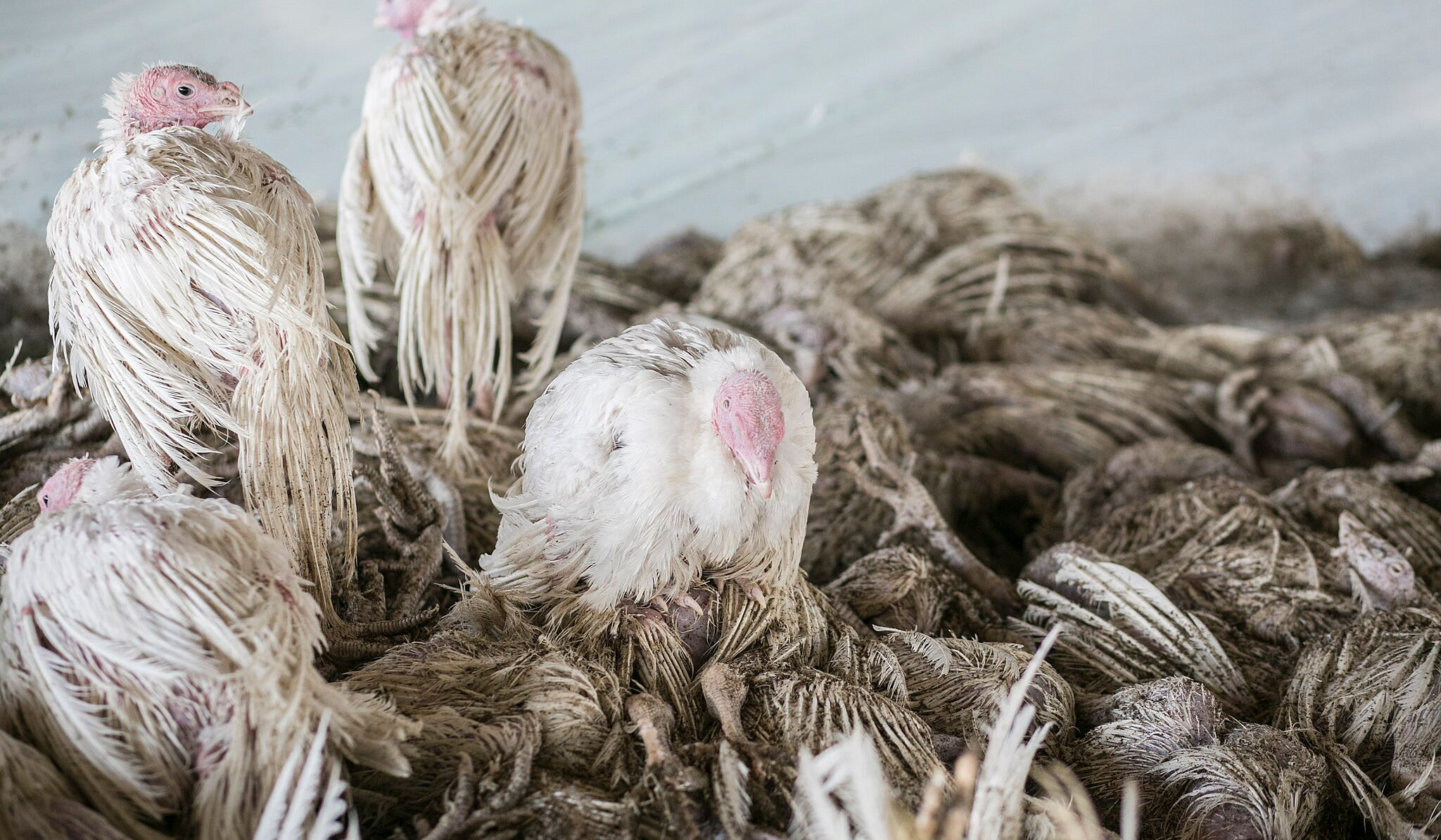 Cientistas querem criar galinhas mutantes para frear gripe aviária