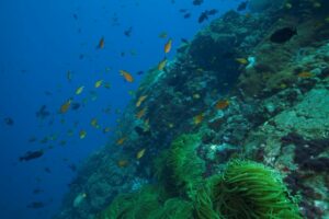 Lançado o mais completo levantamento sobre a biodiversidade marinha-costeira brasileira