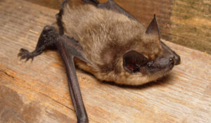 Morcego-hortelão-escuro é o primeiro mamífero que acasala sem penetração