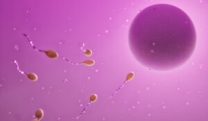 Cientistas descobrem estrutura de óvulos que pode explicar infertilidade