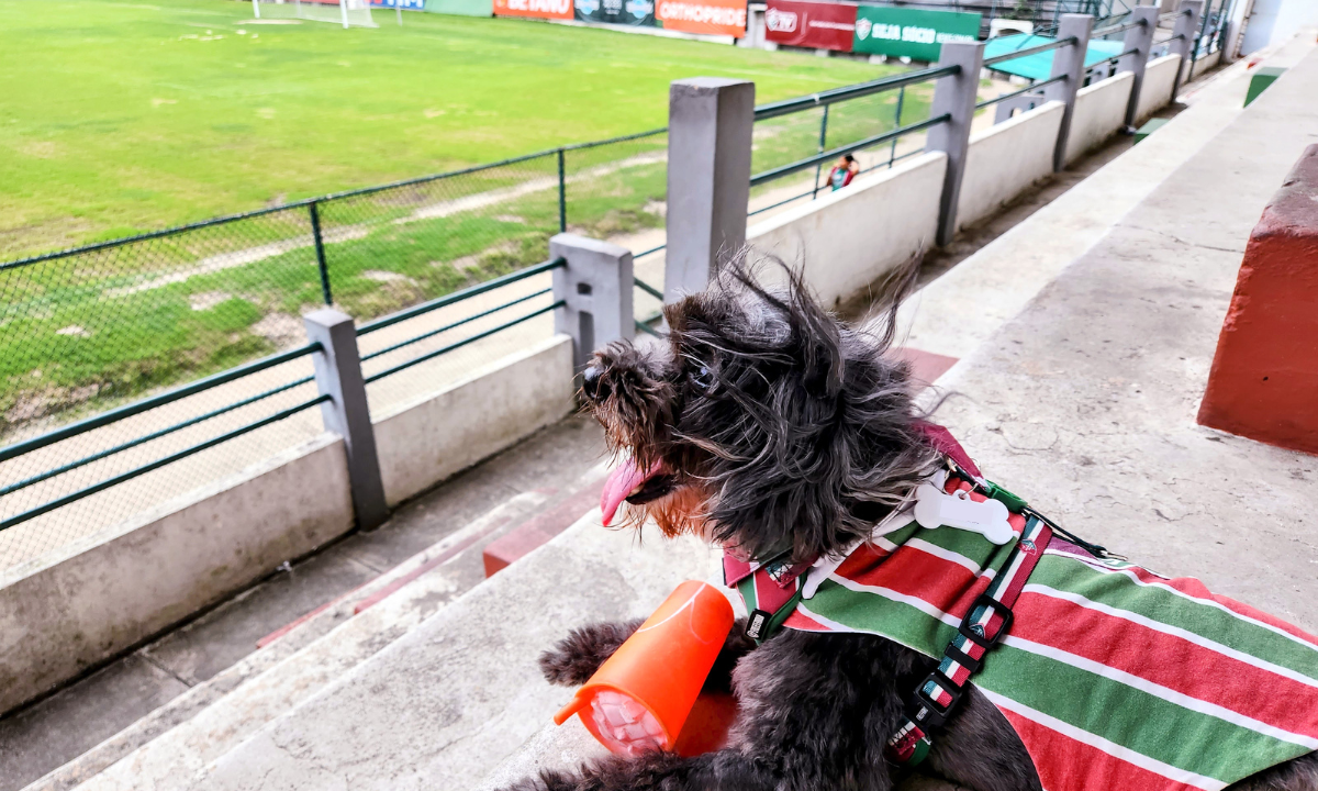 Conheça a Pretinha, dog influencer tricolor (Imagem: Bruno De Blasi/Giz Brasil)