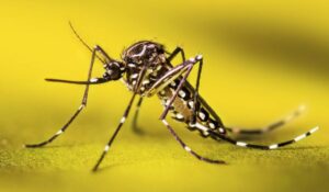 Aedes aegypti zika e dengue