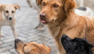 Carne de cachorro proibida na Coreia gera protesto: 2 milhões de cães podem ir para as ruas