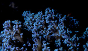 Mergulhadores de Turks e Caicos usam antibióticos para tratar corais doentes