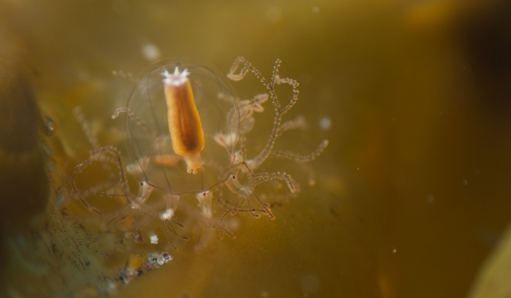Esta água-viva consegue crescer um tentáculo perdido em dois dias