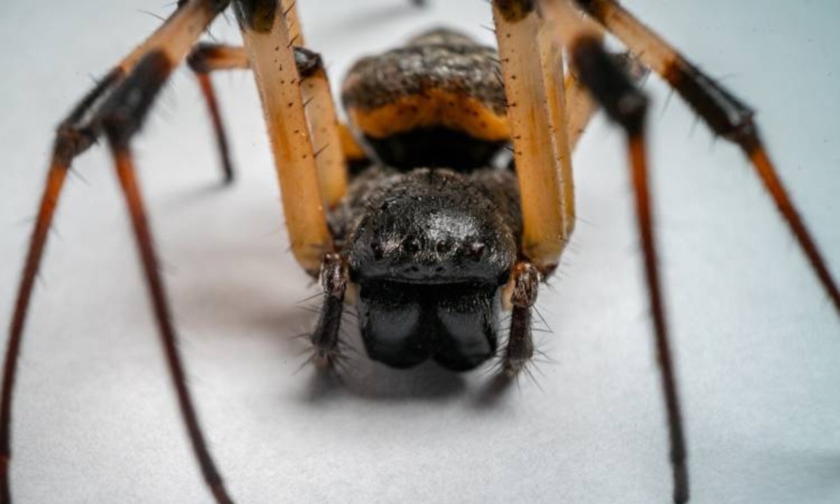 Das in Spinnen vorkommende Molekül könnte als Insektizid gegen Aedes aegypti eingesetzt werden