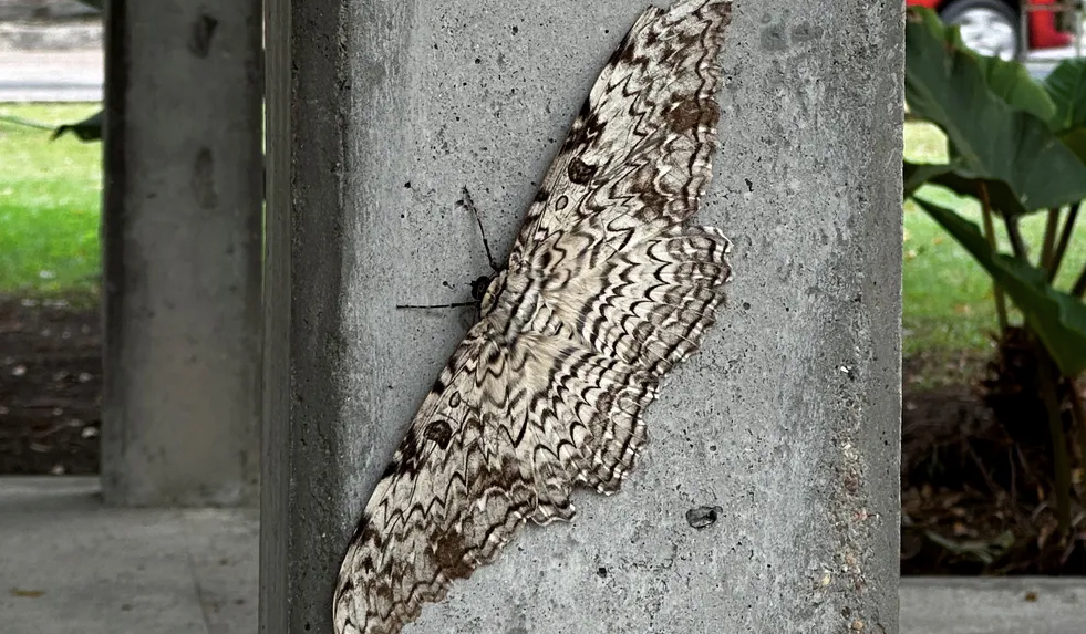 Biólogo brasileiro encontra uma das maiores mariposas do mundo