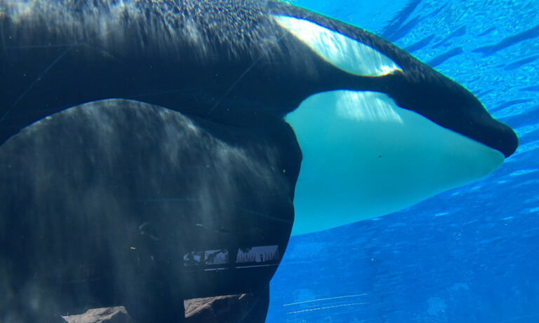 Este fotógrafo leva você para mergulhar junto com orcas na Noruega