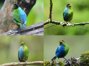 Cientista encontra ave rara na Colômbia: metade macho, metade fêmea