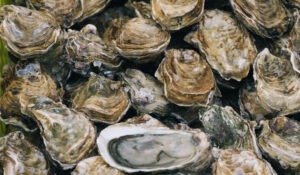 Há mais pesticidas nas ostras que na água, aponta estudo australiano