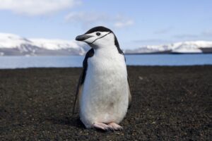 Recorde de cochilos: pinguins barbicha dormem milhares de vezes por dia