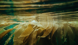 Plástico feito de algas e crustáceos pode ser nova alternativa sustentável