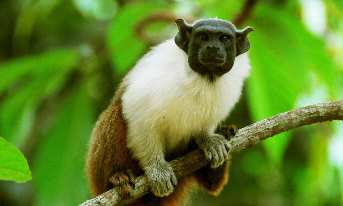 Guia de serpentes amazônicas lançado no Instituto Butantan : Revista  Pesquisa Fapesp