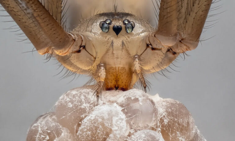 Aranha carregando ovos ganha prêmio britânico de fotografia
