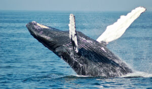 Drone mostra baleias caçando em espiral de Fibonacci, veja