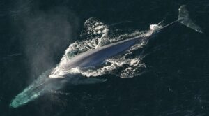 Estudo sobre gigantismo de baleias dá pistas sobre mecanismo genômico envolvido na supressão de tumores