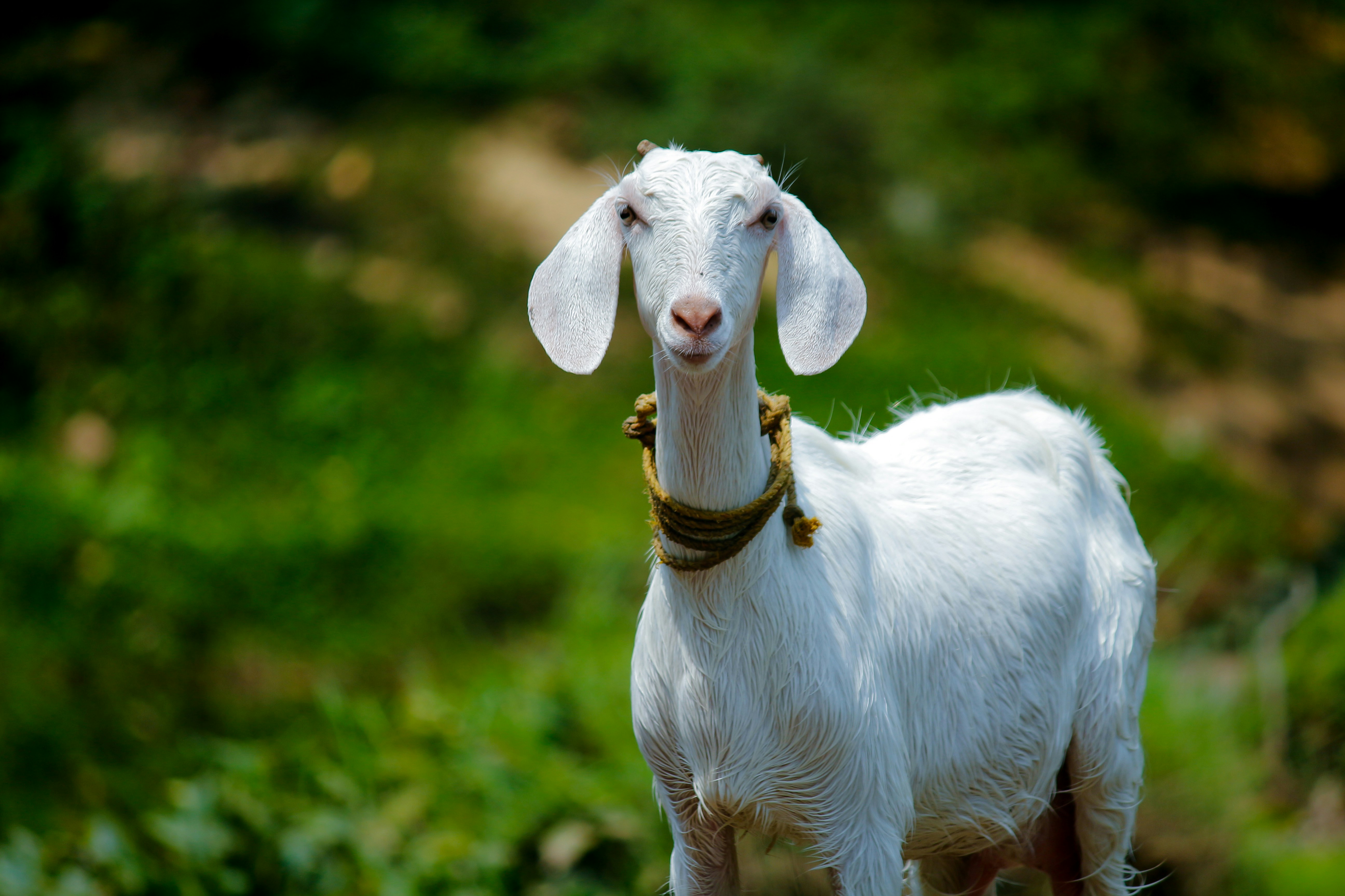 Cabras conseguem ter empatia com humanos e entender seu tom de voz