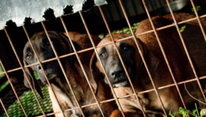 Coreia do Sul aprova lei que proíbe venda de carne de cachorro