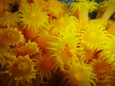 Indivíduos juvenis de coral-sol (Tubastraea spp.): nativo do Indo-Pacífico, provavelmente chegou a outros oceanos em águas de lastro e cascos de navios e plataformas de petróleo (foto: Damián Mizrahi)